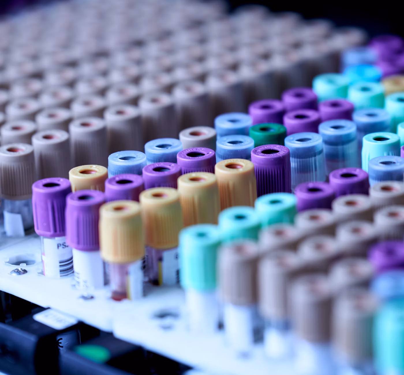 Portoir de tubes de prélèvement sanguin à bouchons violets et bleus